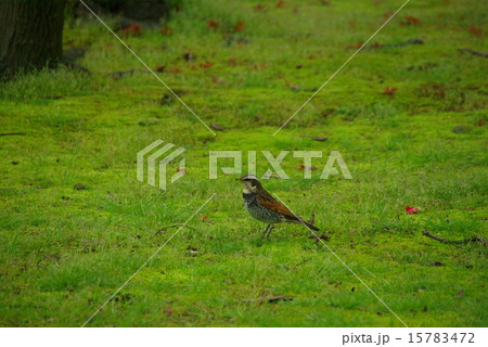 春雨に濡れる岡山後楽園のツグミ 15783472