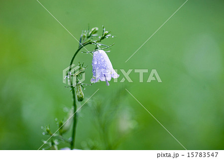 ツリガネニンジン ツリガネニンジン 15783547