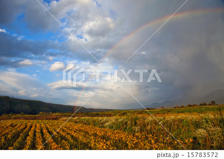 虹の富良野 15783572