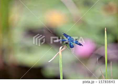 蝶トンボ 蝶トンボ 15783643