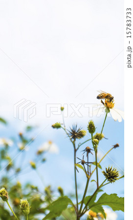 植物 工場 プランツ 15783733