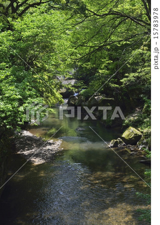 鬼の舌震（長淵） 15783978