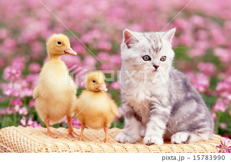 かわいい子猫 かわいい子猫 15783990