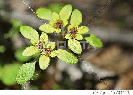 ネコノメソウ ネコノメソウ 15784111