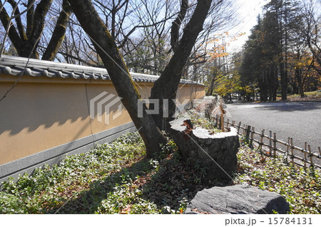 亙塀のある風景 亙塀のある風景 15784131