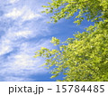 初夏のカエデ 15784485