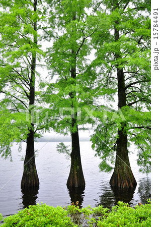 ヌマスギ 15784491