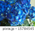 青い紫陽花 15784545
