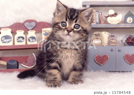 かわいい子猫 かわいい子猫 15784548