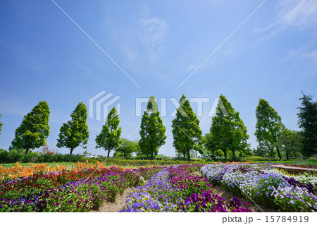 花壇と木立 花壇と木立 15784919