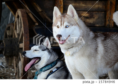 dog breed Siberian Husky in a rustic barn 15784946