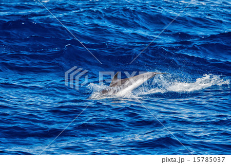 Dolphins while jumping in the deep blue sea 15785037