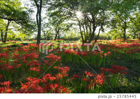 桂浜園地の彼岸花 15785445