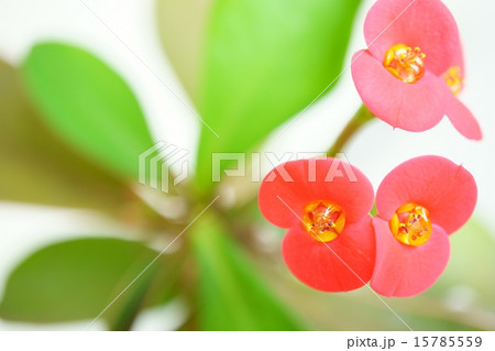 かわいいハナキリンの花 かわいいハナキリンの花 15785559