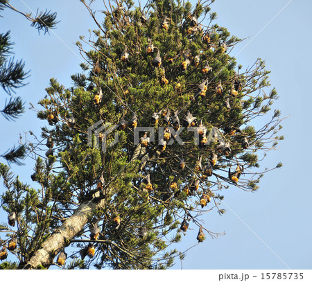 Birds with nest on tree Birds with nest on tree 15785735