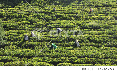 Woman working in tea plantation Woman working in tea plantation 15785753