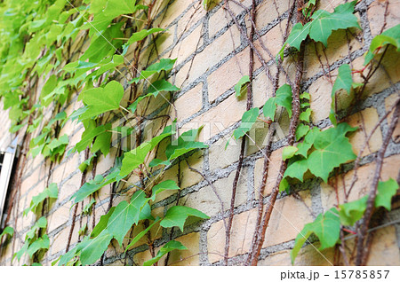 阪神甲子園球場のツタ 15785857