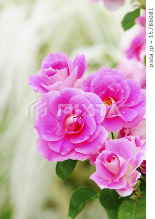 薔薇 薔薇 15786081