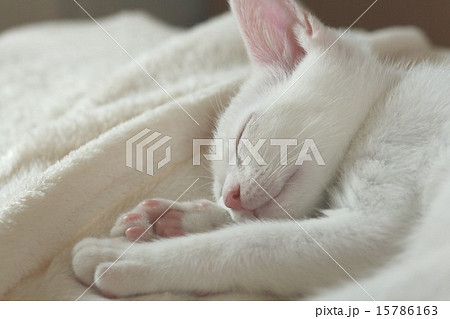 白い子猫 ピンクの肉球の写真素材