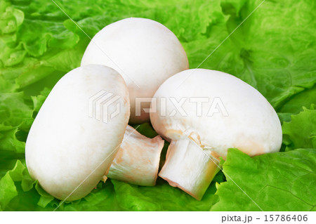 champignons on salad leaves champignons on salad leaves 15786406
