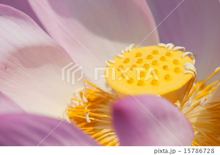 Close-up of blossom pink lotus flowers Close-up of blossom pink lotus flowers 15786728