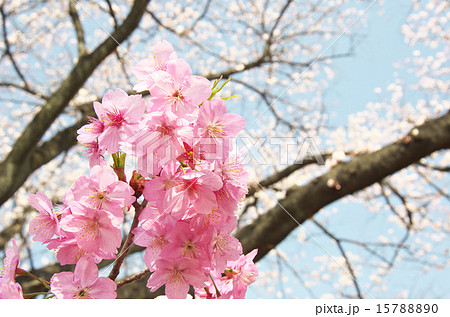 バラ科サクラ属 横浜緋桜の写真素材 1570