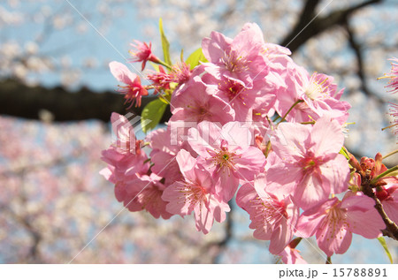 バラ科サクラ属　横浜緋桜 15788891