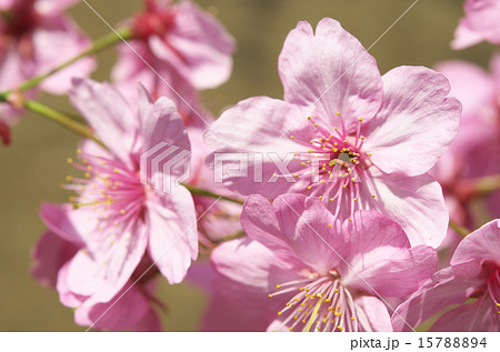 バラ科サクラ属 横浜緋桜の写真素材 1574
