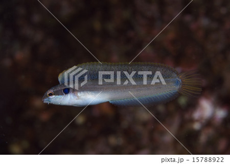 泳ぐフタホシギンポ 泳ぐフタホシギンポ 15788922