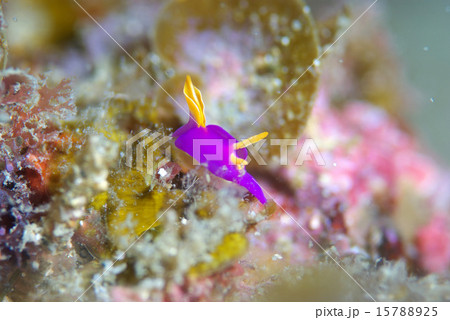 鮮やかなムラサキウミコチョウ 鮮やかなムラサキウミコチョウ 15788925