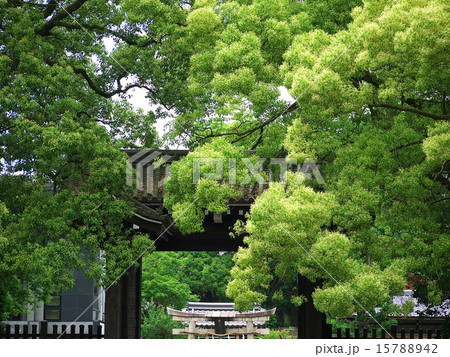 新緑の京都御苑 15788942