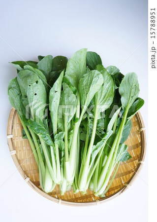 小松菜 無農薬栽培 小松菜 無農薬栽培 15788951