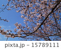 桜と青空 15789111