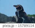 ペンギン 15789114