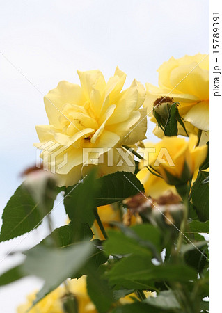 薔薇と空 薔薇と空 15789391