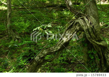 倒木 倒木 15789433