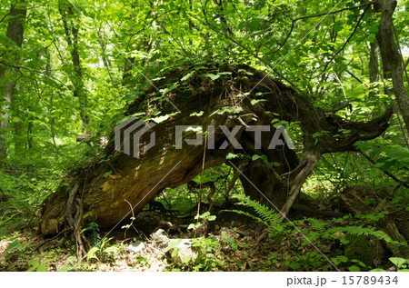 倒木 倒木 15789434