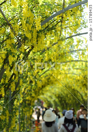 2015 あしかがフラワーパーク 2015 あしかがフラワーパーク 15789435