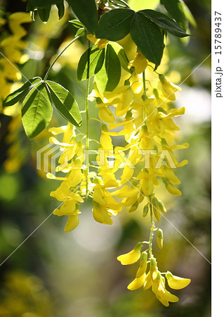 2015 あしかがフラワーパーク 2015 あしかがフラワーパーク 15789437