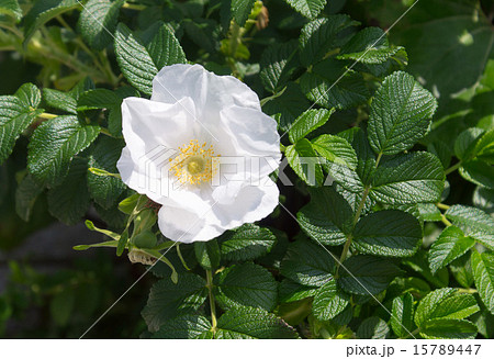 白いハマナスの花の写真素材