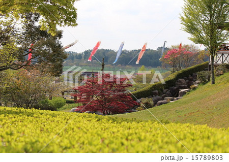 鯉のぼり 15789803