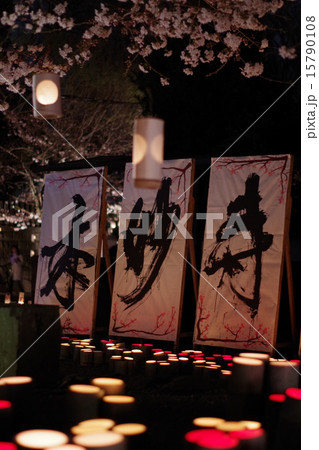 本妙寺桜灯籠 本妙寺桜灯籠 15790108