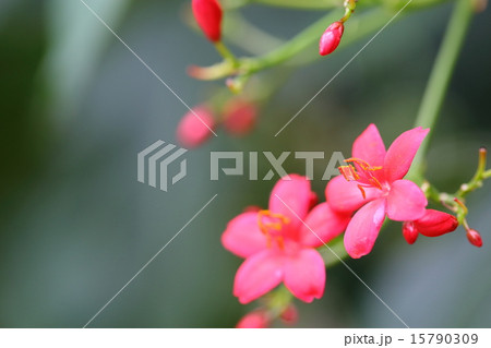 ヤトロファ・ハスタータ（提琴桜） 15790309