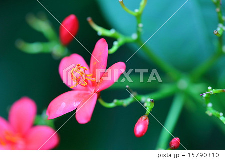 ヤトロファ・ハスタータ(提琴桜) ヤトロファ・ハスタータ(提琴桜) 15790310