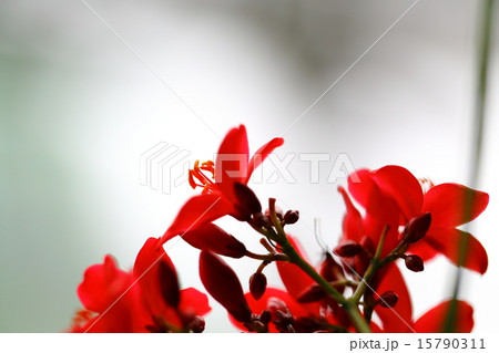 ヤトロファ・ハスタータ（提琴桜） 15790311