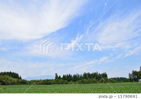 初夏の青空 15790691
