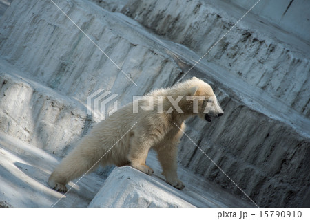 天王寺動物園 シロクマの赤ちゃん 天王寺動物園 シロクマの赤ちゃん 15790910