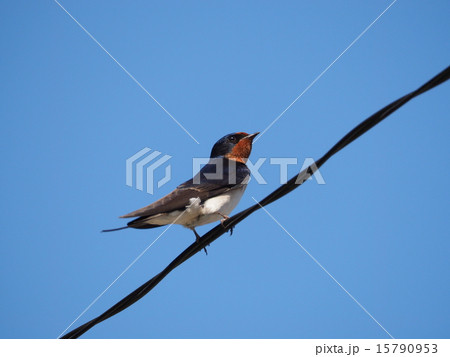 つばめ つばめ 15790953