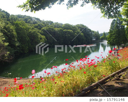 湖と花 15791146
