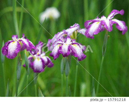 菖蒲 菖蒲 15791218
